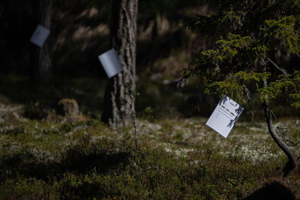 Naurløype - Klikk for stort bilde